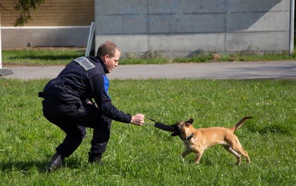 Der Halter Sylvain Fleury steht, in die Knie gebeugt, vor Kash. Der Junghund zieht an einem Hundespielzeug, welches der Halter in der rechten Hand hält.